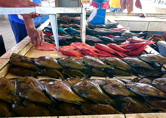 “Hefty fines await those who break Samoa’s fisheries laws” – Ministry of Agriculture and Fisheries